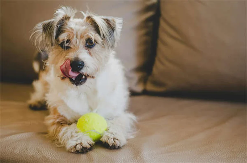 How to Get Rid of Fleas on Puppies: 5 Vet-Approved Steps