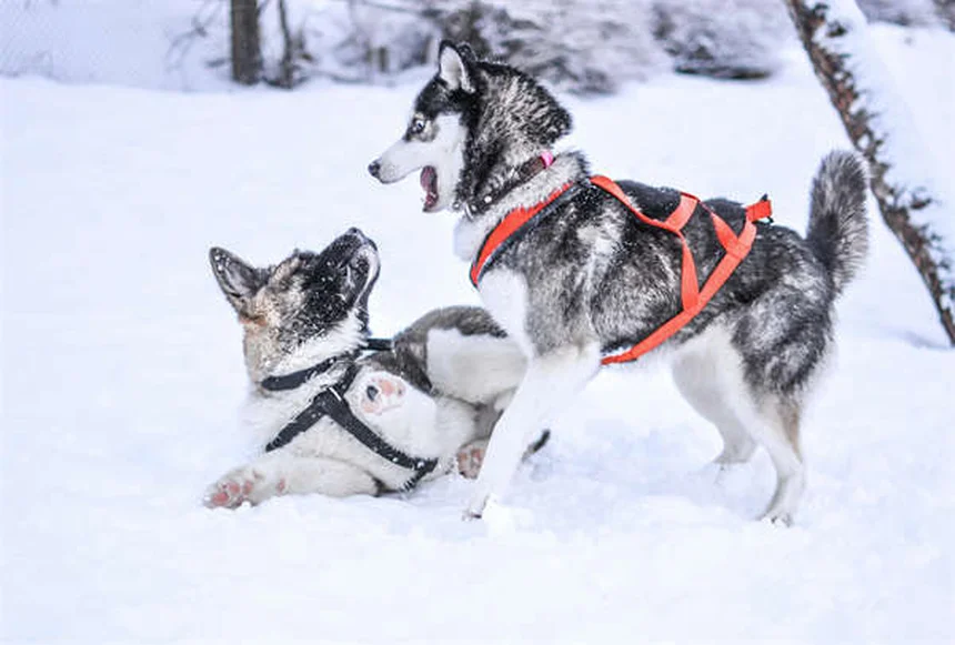 Holiday Pet Safety Tips: 5 Vet-Approved Ways to Protect Your Pets