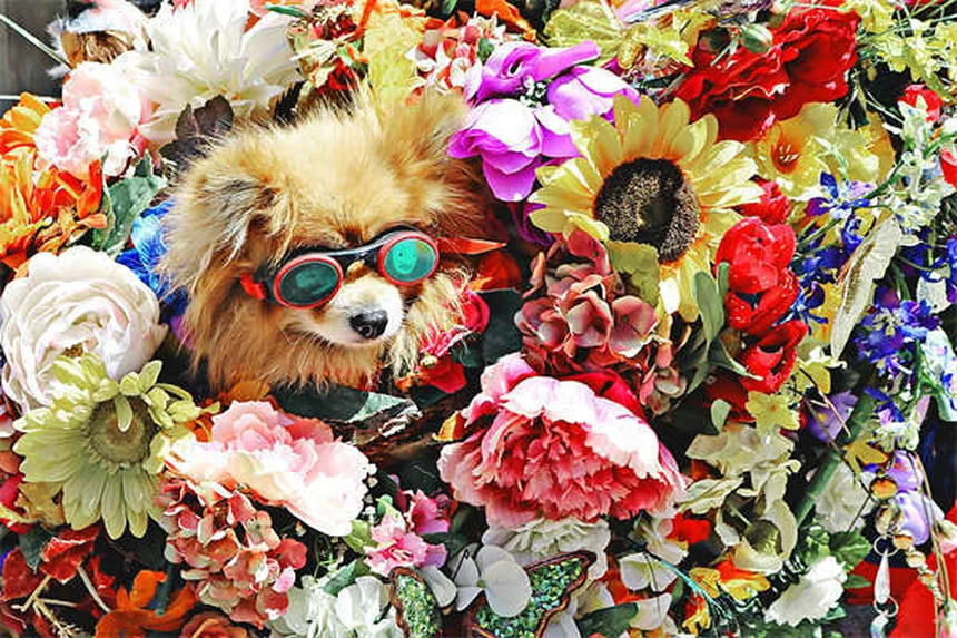 Holiday Pet Safety Tips: 5 Vet-Approved Ways to Protect Your Pets
