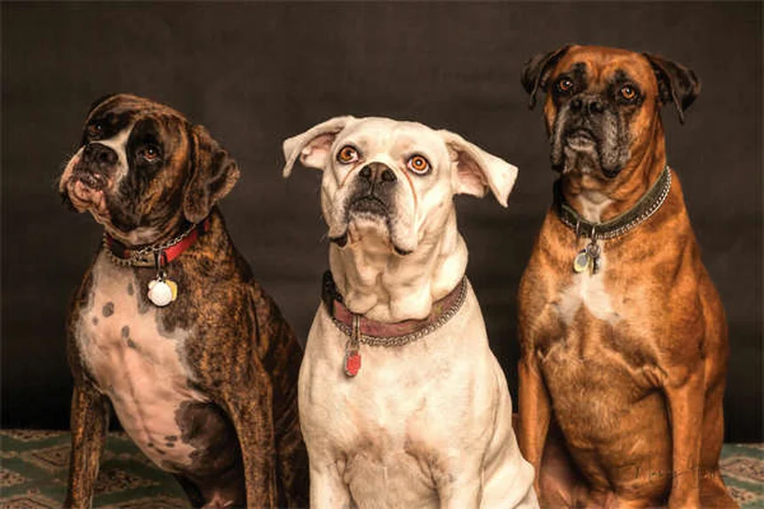 5 Warning Signs of Babesiosis in Dogs You Should Never Ignore
