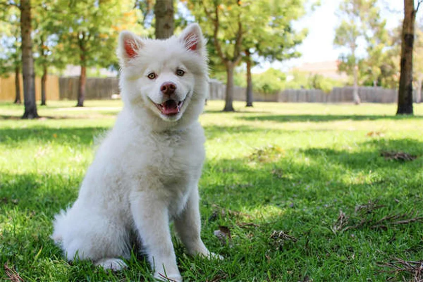 5 Warning Signs of Babesiosis in Dogs You Should Never Ignore