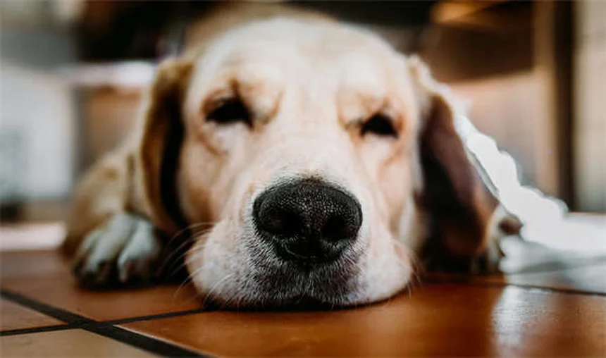 Gut Health in Pets: How Fecal Transplants Can Help Your Dog or Cat