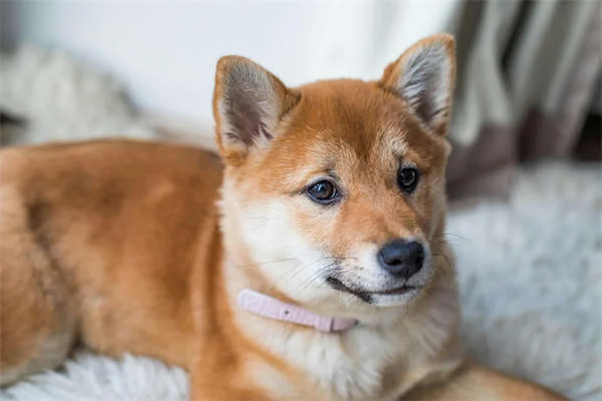 Gut Health in Pets: How Fecal Transplants Can Help Your Dog or Cat