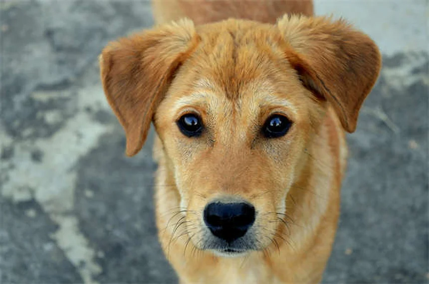 Meloxicam for Dogs: Safe Pain Relief & Usage Guide