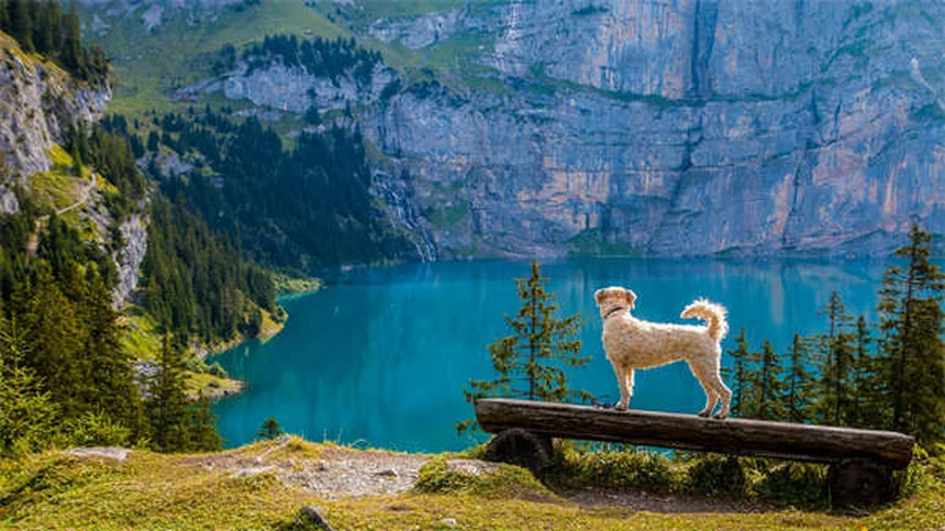 Meloxicam for Dogs: Safe Pain Relief & Usage Guide