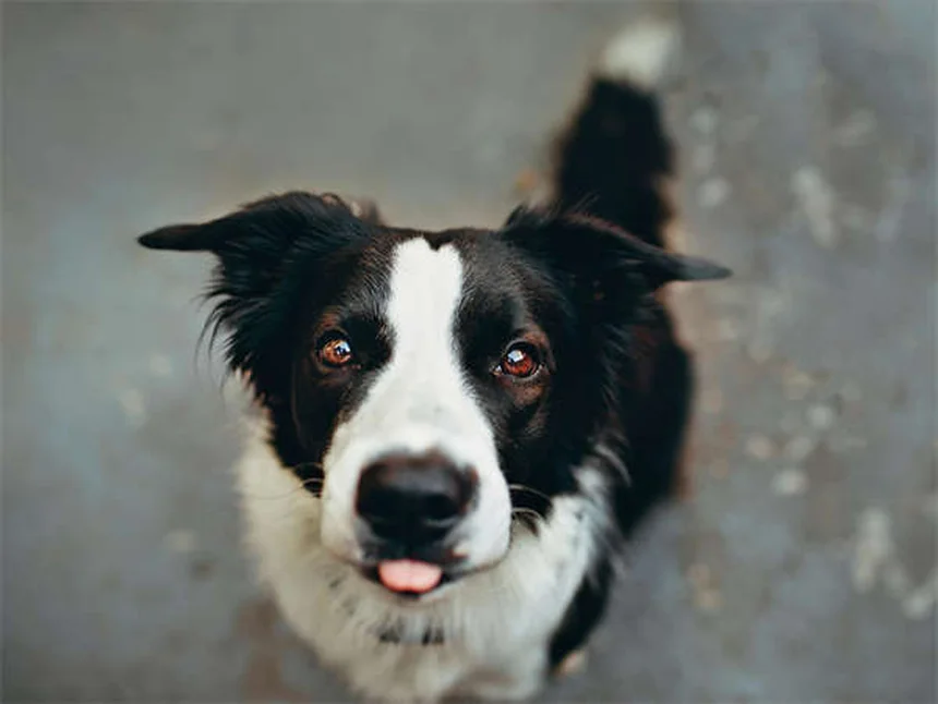 7 Halloween Pet Costume Safety Tips Every Owner Should Know