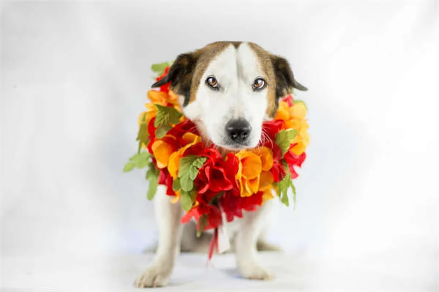 7 Halloween Pet Costume Safety Tips Every Owner Should Know