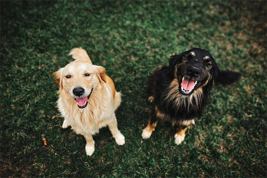 Ferrets Itching Like Crazy? 5 Vet-Approved Solutions That Work