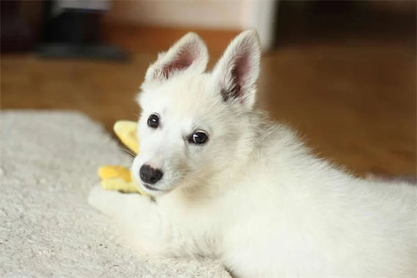 Ferrets Itching Like Crazy? 5 Vet-Approved Solutions That Work