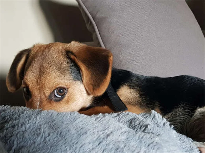 Guinea Pig Pneumonia: 5 Critical Signs of Streptococcus Infection