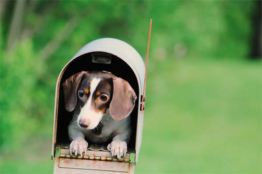 How to Give Your Cat or Dog Oral Medication: 7 Vet-Approved Tricks