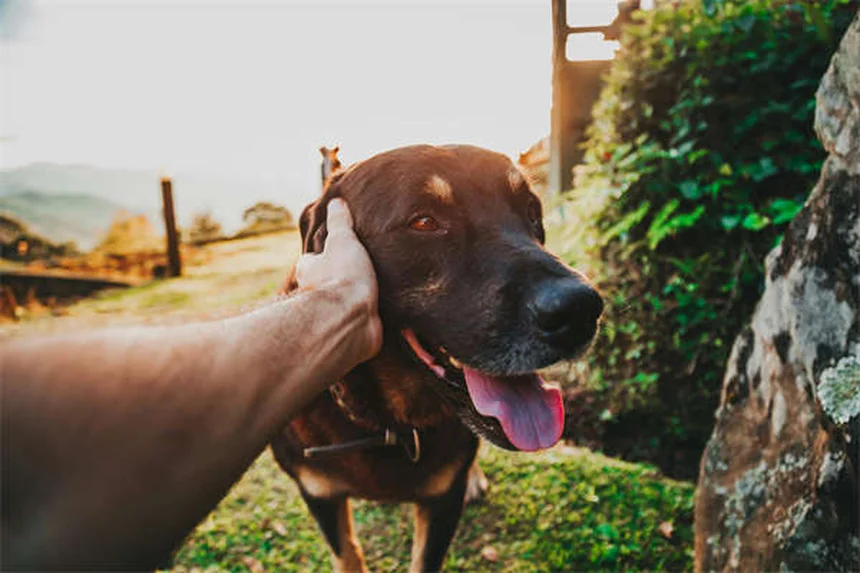How to Give Your Cat or Dog Oral Medication: 7 Vet-Approved Tricks