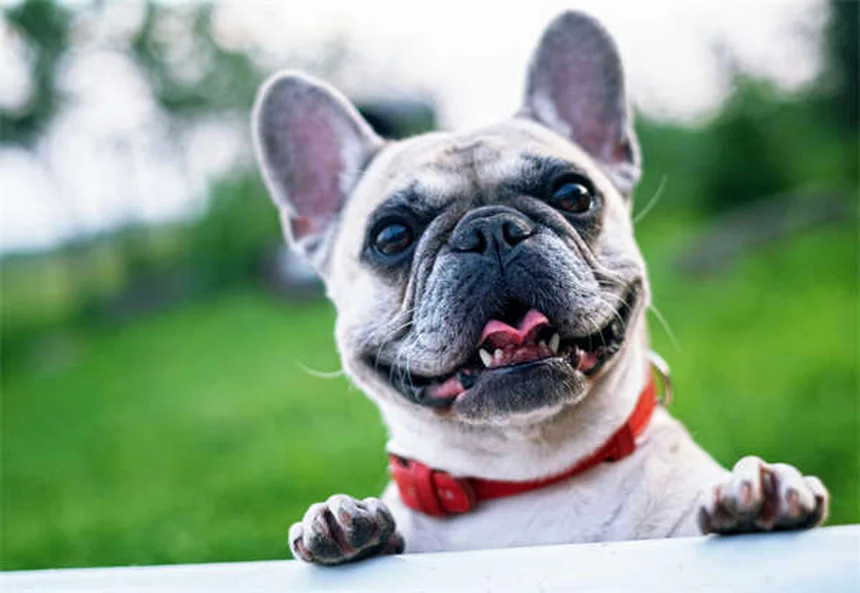 7 Proven Ways to Calm an Anxious Cat (Vet-Approved Tips)