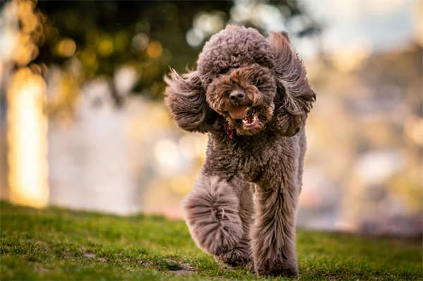 Dog Tear Stains: Causes & How to Remove Them Fast