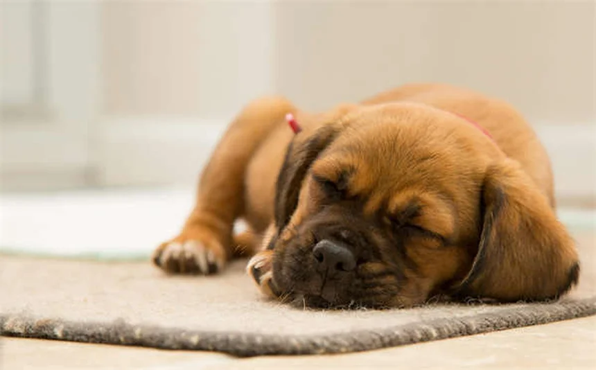 Dog Tear Stains: Causes & How to Remove Them Fast