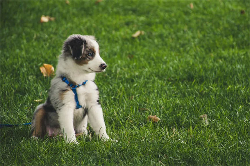 Dog Watery Eyes: Causes, Symptoms & When to Worry