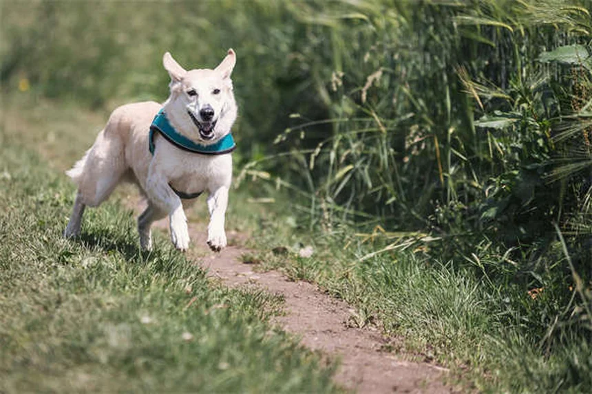 How to Introduce Your Pet to a New Baby: 5 Safe Steps for Harmony
