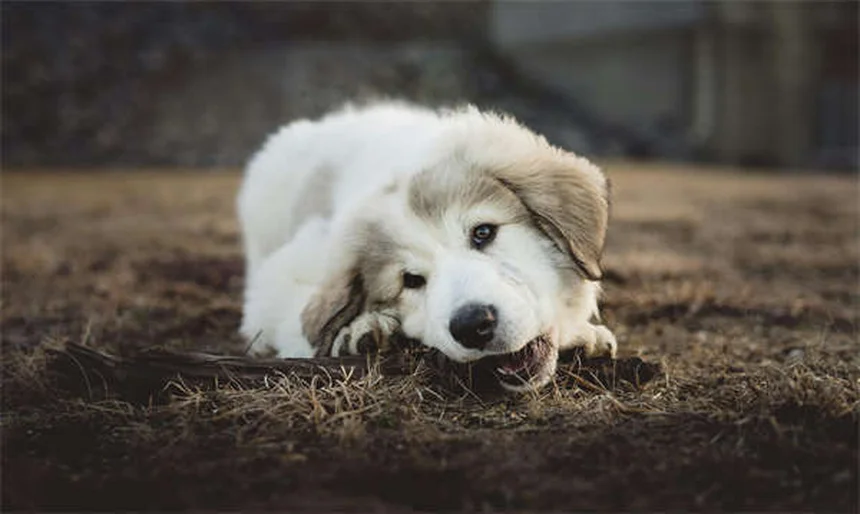 How to Introduce Your Pet to a New Baby: 5 Safe Steps for Harmony