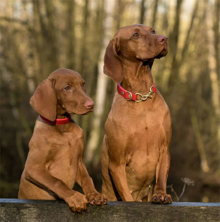 How to Introduce Your Pet to a New Baby: 5 Safe Steps for Harmony
