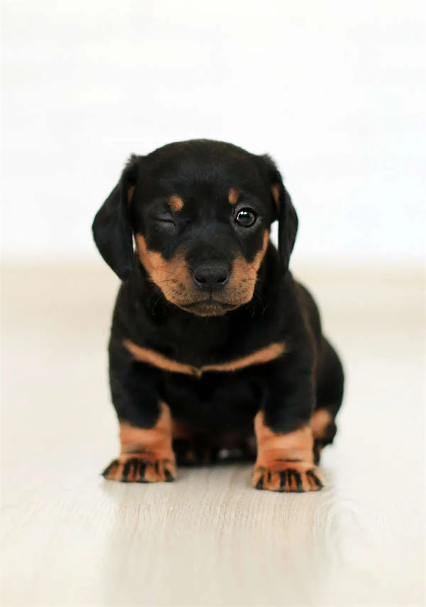 Can Dogs Take Pepto-Bismol? Vet-Approved Safety Guide