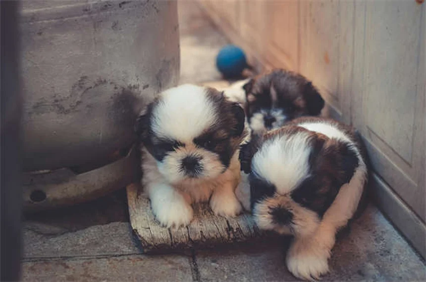 Can Dogs Take Pepto-Bismol? Vet-Approved Safety Guide
