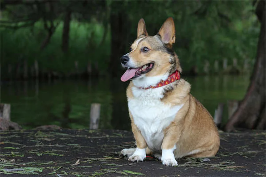Can Dogs Take Pepto-Bismol? Vet-Approved Safety Guide