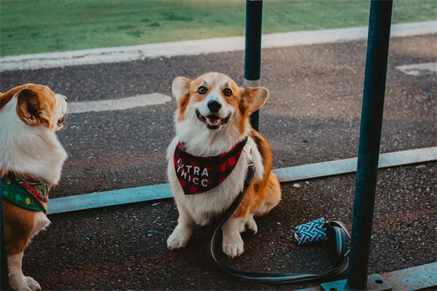 Dog Goggles: 5 Must-Know Reasons Your Pup Needs Eye Protection