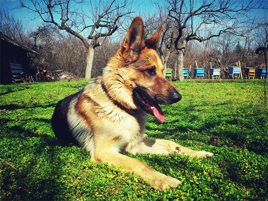 Dog Goggles: 5 Must-Know Reasons Your Pup Needs Eye Protection