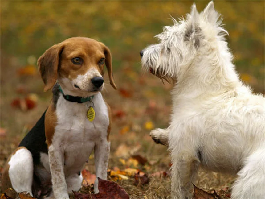 Dog Goggles: 5 Must-Know Reasons Your Pup Needs Eye Protection