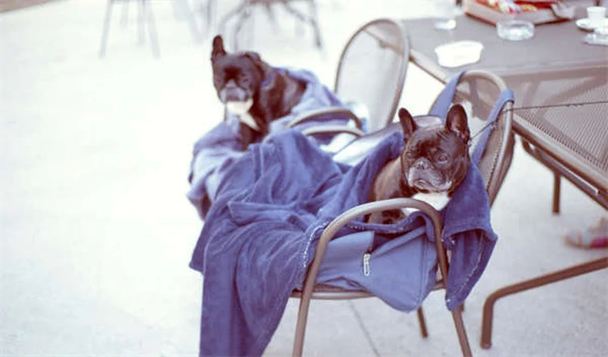 Oxytocin vs Vasopressin: The Hormones Behind Dog Aggression Explained