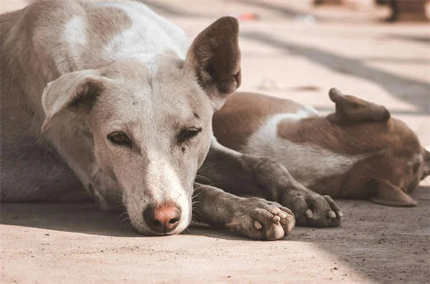 Oxytocin vs Vasopressin: The Hormones Behind Dog Aggression Explained