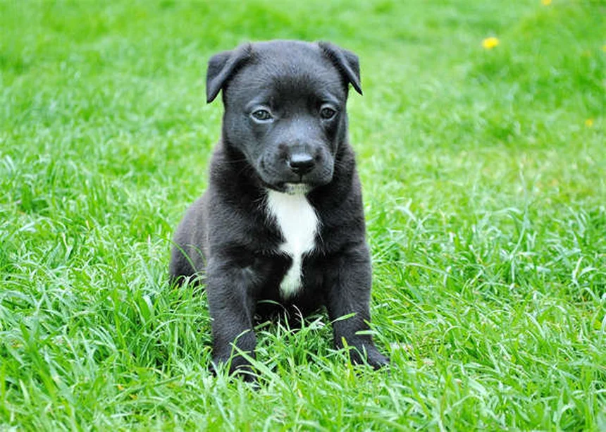 Oxytocin vs Vasopressin: The Hormones Behind Dog Aggression Explained