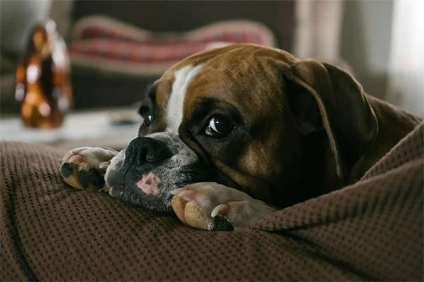 Horse Runny Nose: Causes & When to Call the Vet