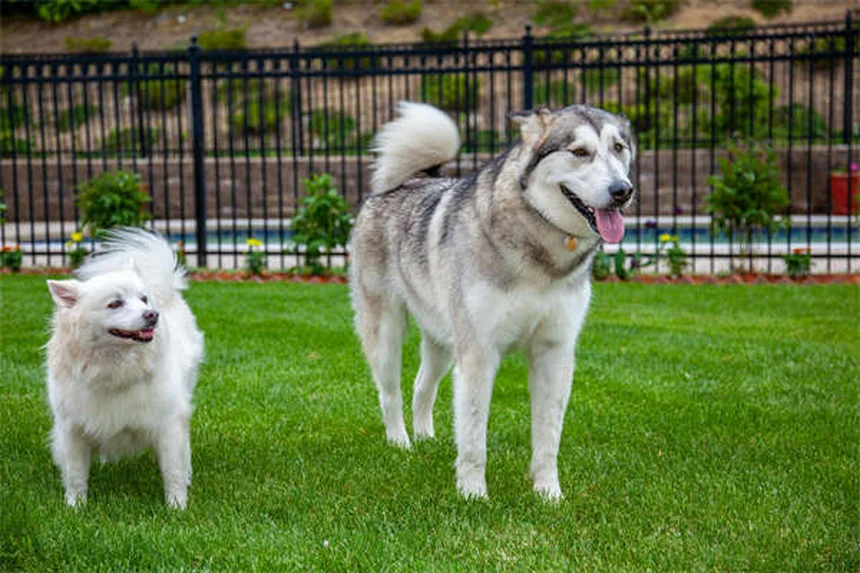 5 Surprising Reasons Your Dog Has Dry, Flaky Skin (And How to Fix It Fast)