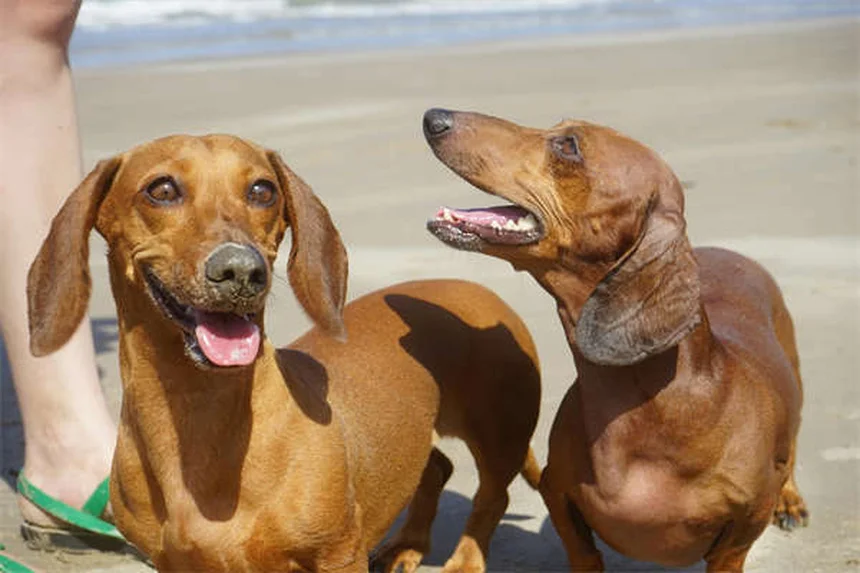 5 Surprising Reasons Your Dog Has Dry, Flaky Skin (And How to Fix It Fast)