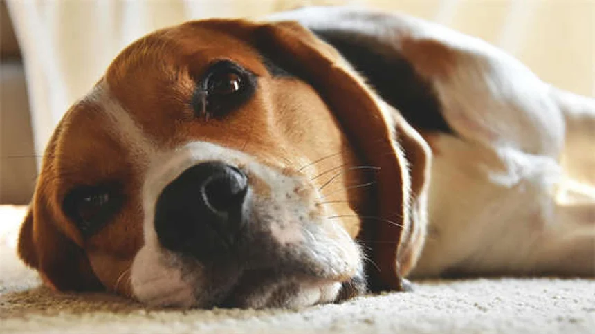 5 Surprising Reasons Your Dog Has Dry, Flaky Skin (And How to Fix It Fast)