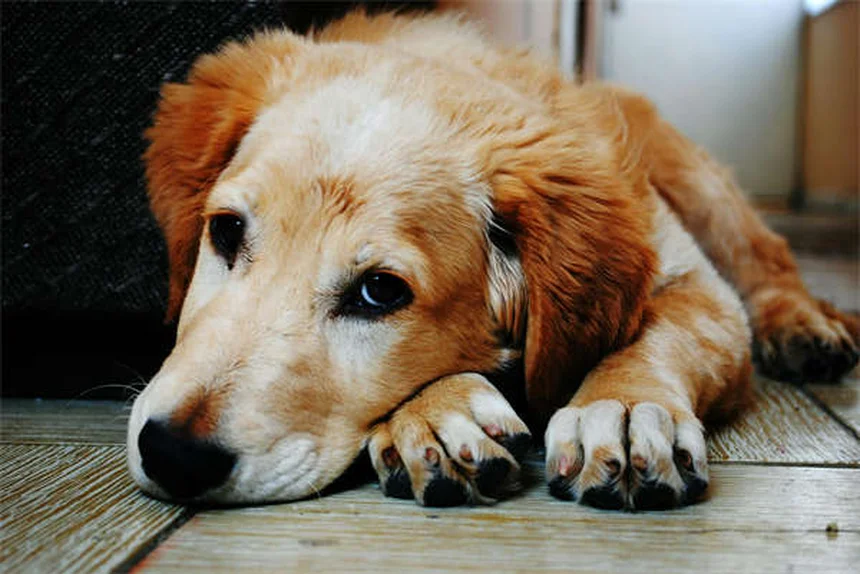 Dog Agility Training: The Ultimate Guide to Fun & Fitness for Your Pup
