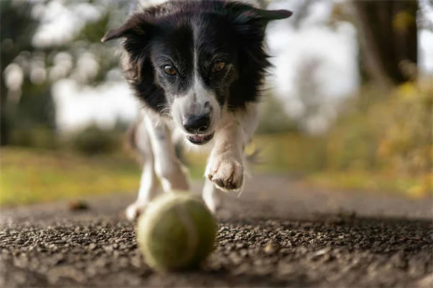 AAFCO Dog Food: What Every Pet Owner Must Know