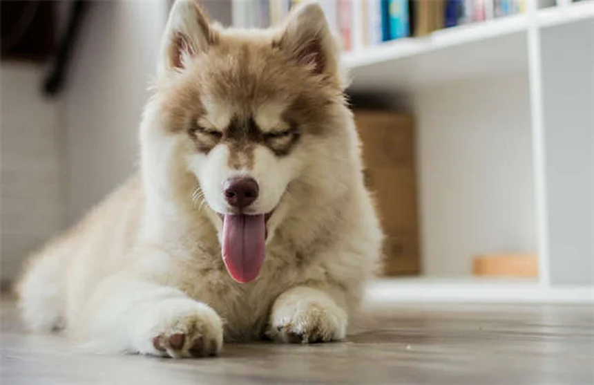 AAFCO Dog Food: What Every Pet Owner Must Know