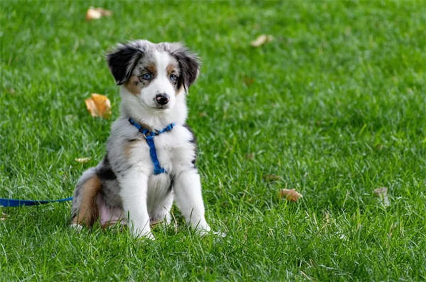 AAFCO Dog Food: What Every Pet Owner Must Know