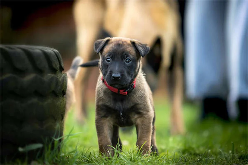 How to Take Care of a Dog: 10 Essential Tips for New Pet Parents