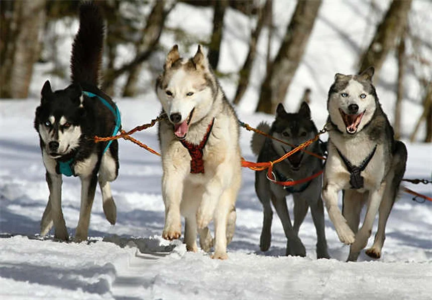 How to Take Care of a Dog: 10 Essential Tips for New Pet Parents