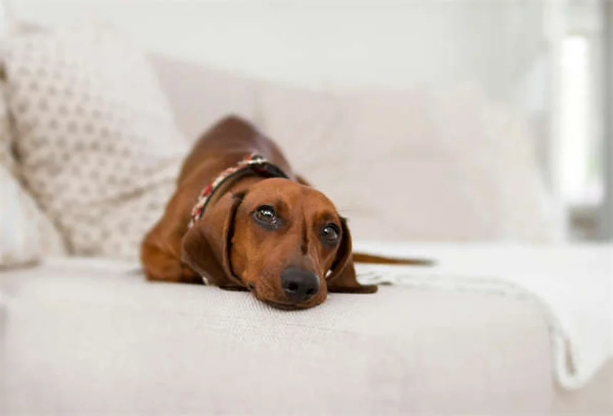 Bladder Inflammation in Horses: 5 Warning Signs Every Owner Should Know